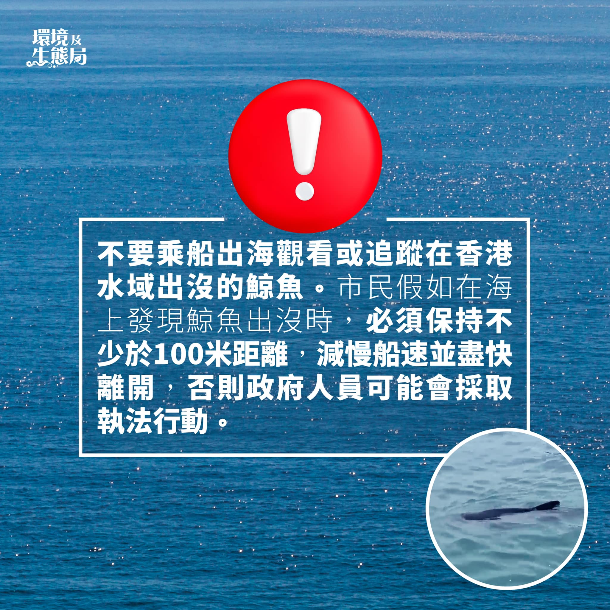 熱血時報| 南區水域發現鯨魚漁護署提醒市民勿追蹤